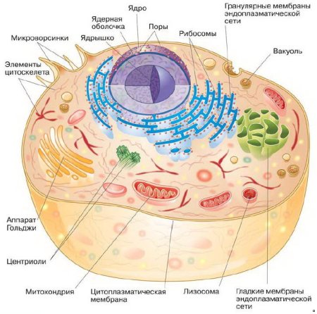 Строение животной клетки эукариот