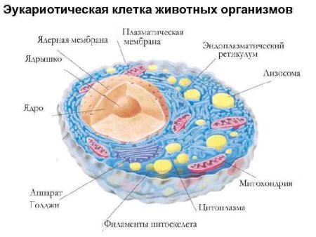 Эукариотическая клетка строение схема
