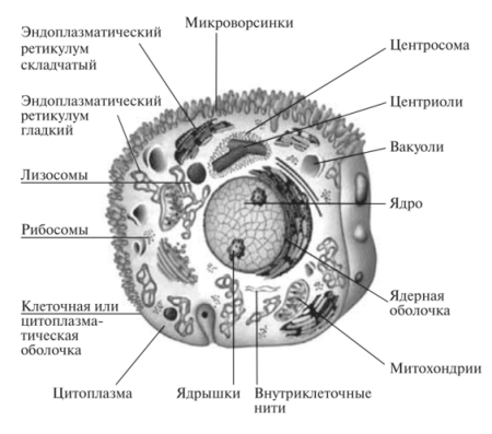 Строение эукариотической животной клетки