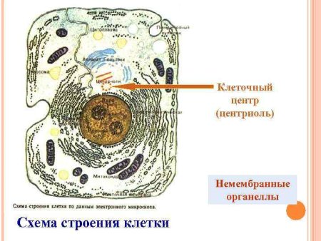 Строение эукариотической растительной клетки