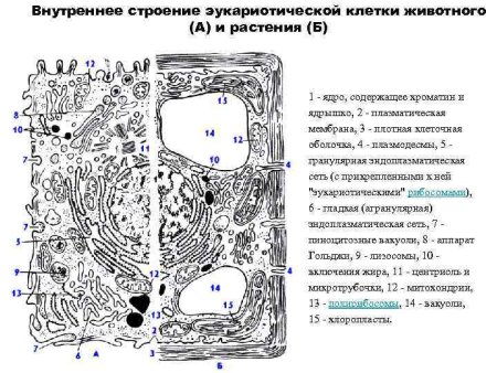 Схема строения эукариотической клетки