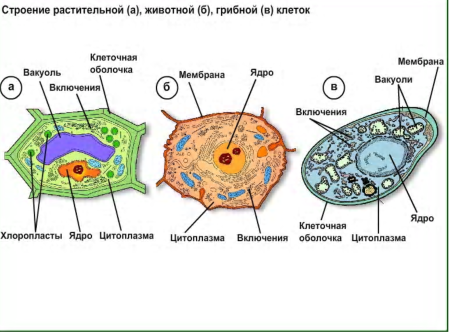 Схема строения животной клетки