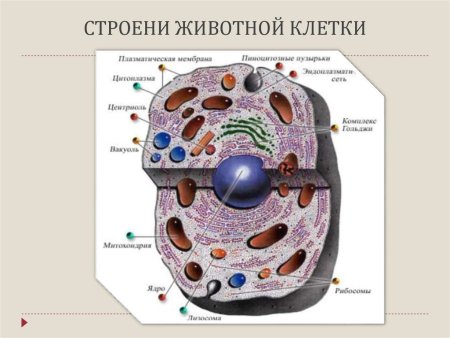 Одномембранные органоиды клетки животных