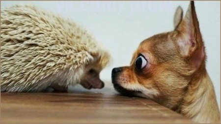 Собака и Ежик
