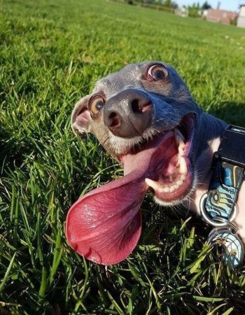 Прикольные животные