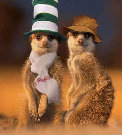 Сурикат в шляпе