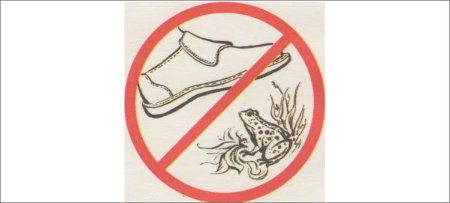 Знак не наступать на лягушек