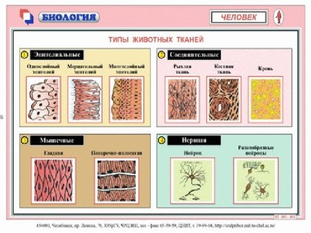 Типы тканей организма человека и их функции таблица с рисунками