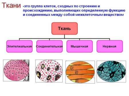 Виды тканей 4 в организме