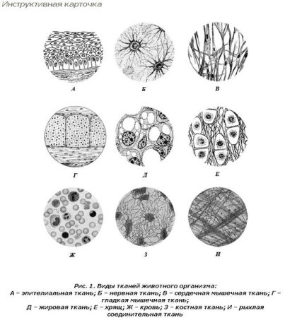 Схема эпителиальной ткани животных