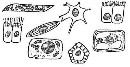 Ткани животных