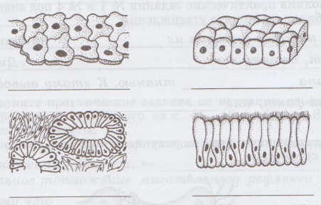 Эпительнаяая ткань рисунок