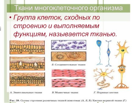 Клетки многоклеточного организма