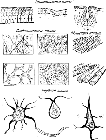 Типы соединительной ткани рисунки