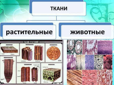 Биология 5 класс ткани животных и ткани растений