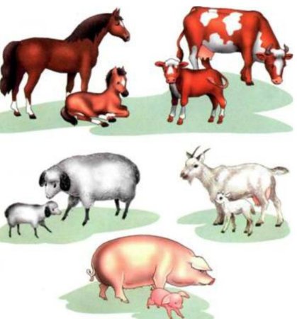 Задания для дошкольников