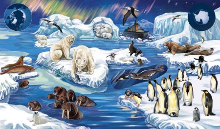 Животные севера с названиями