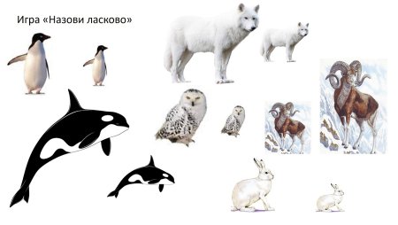 Полярные животные для малышей