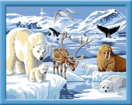 Арктика животные Арктики и Антарктики