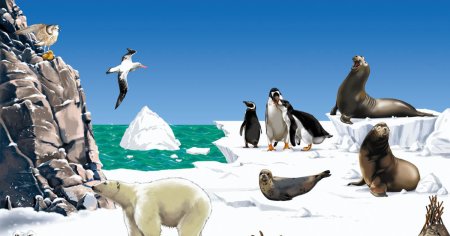 Животные Арктики и Антарктики для детей