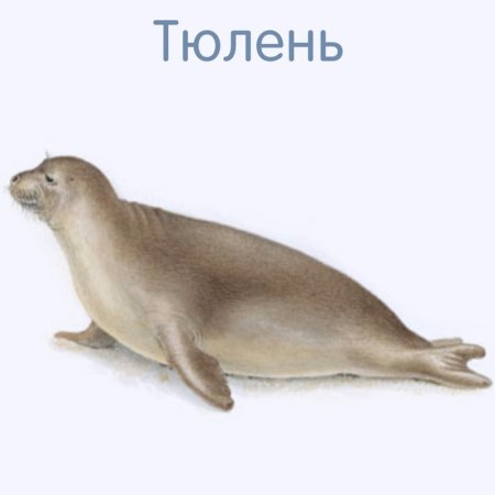 Животные Арктики раскраска