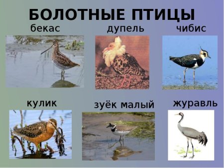 Косуля в лесу карандашом