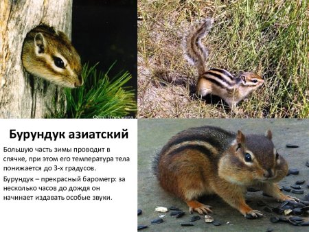 Детские рисунки на тему лес наше богатство