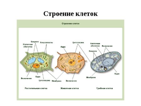 Растительная животная грибная и бактериальная клетки