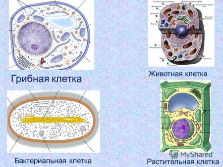 Строение клеток растений животных грибов и бактерий
