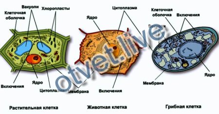 Отличие клеток растений от клеток животных и грибов