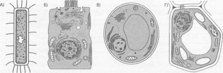 Клетка растения животного гриба бактерии