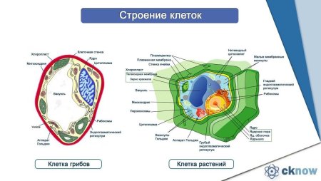 Строение эукариотической клетки грибов