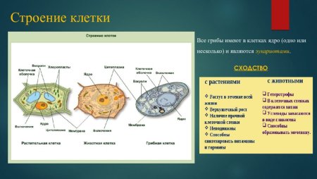 Строение растительной животной и грибной клетки
