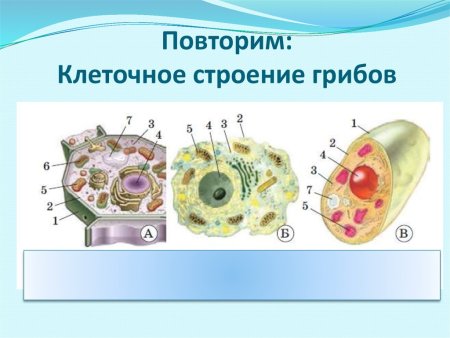 Строение растительной животной и грибной клетки