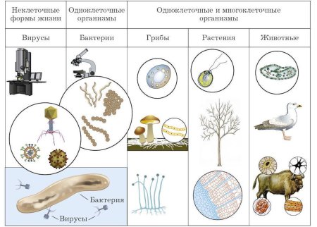 Клеточное строение организмов растений животных грибов бактерий