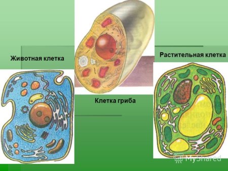 Клетка гриба клетка растения и клетка животного