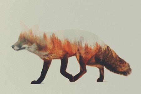 Двойная экспозиция лиса