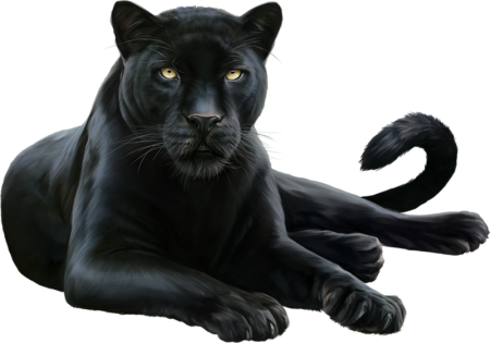 Пантера лежит