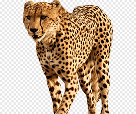 Леопард на белом фоне