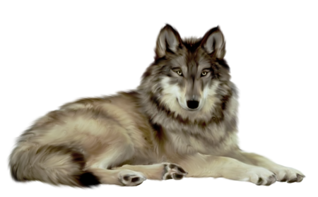 Волк на белом фоне