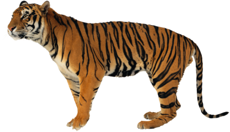 Тигр на белом фоне