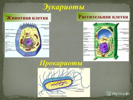 Строение эукариотической растительной клетки