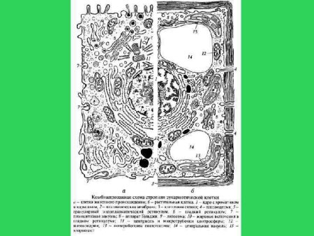 Схема строения эукариотической клетки растительной и животной