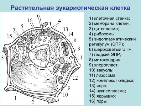 Строение эукариотической клетки растения