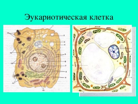 Строение эукариотической растительной клетки