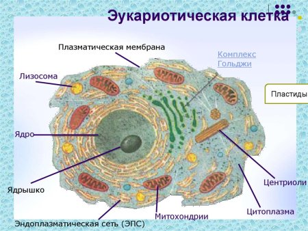 Рис 2 схема строения животной клетки
