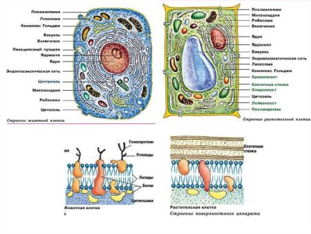Строение эукариотической клетки растения