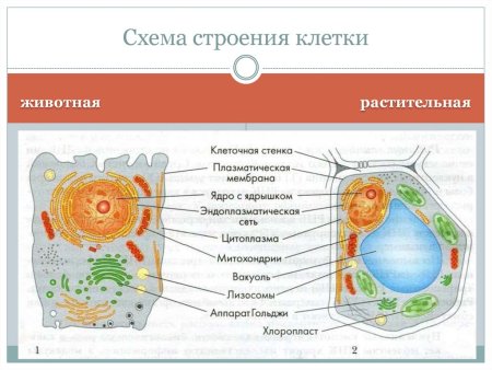 Схема строения эукариотической клетки растительной и животной