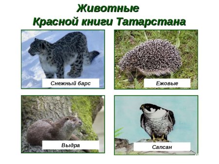 Животные занесенные в красную книгу Татарстана