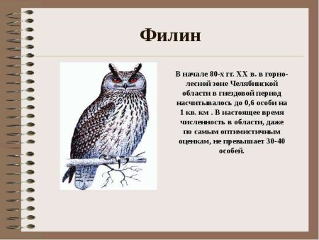 Красная книга Челябинской области птицы Филин